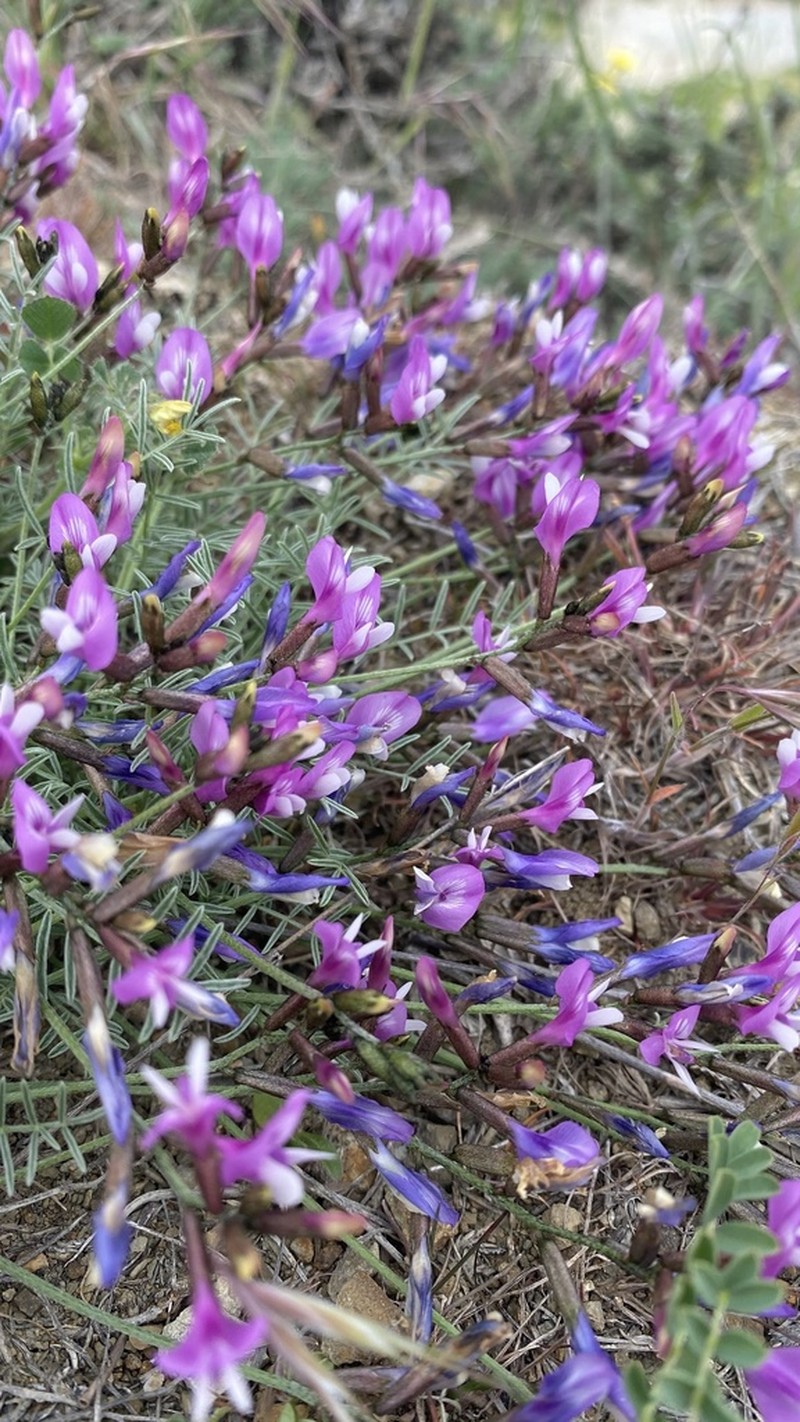 Astragalus subuliformis photo 4