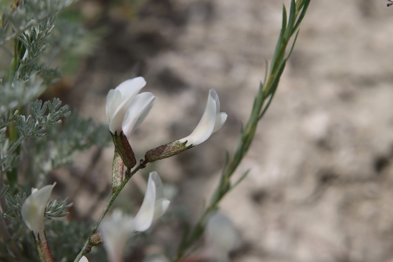 Astragalus subuliformis photo 5