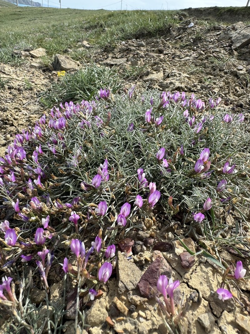 Astragalus subuliformis photo 6