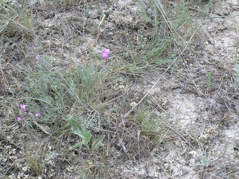 Astragalus subuliformis photo 7