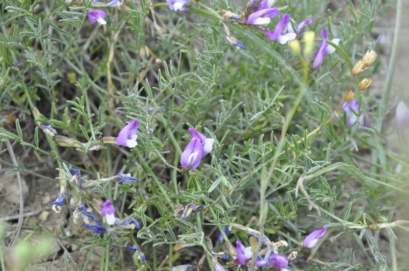 Astragalus subuliformis photo 8