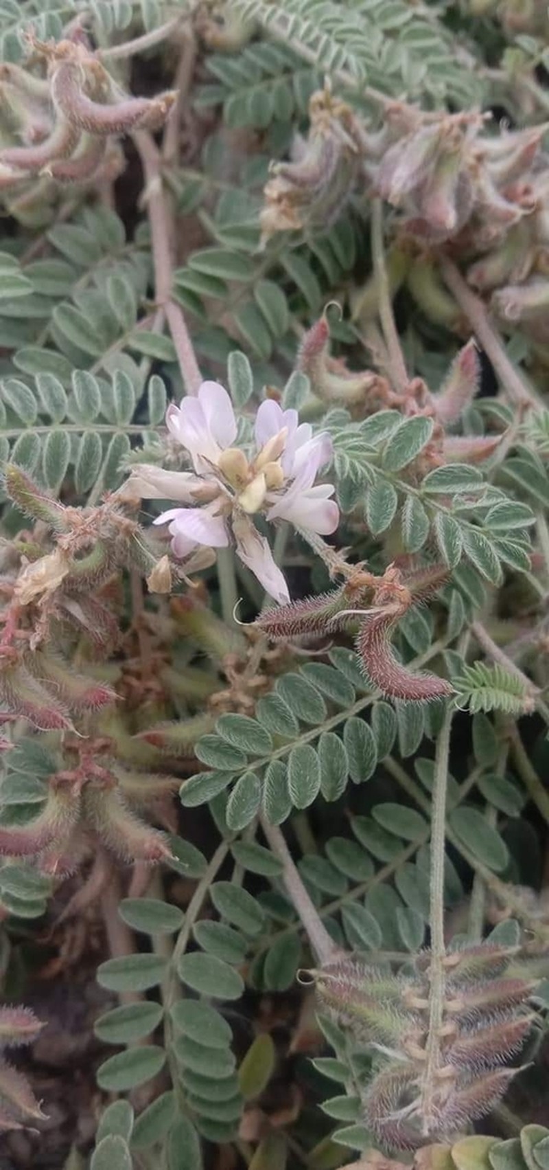 Astragalus subumbellatus