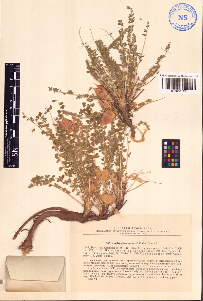 Astragalus subverticillatus