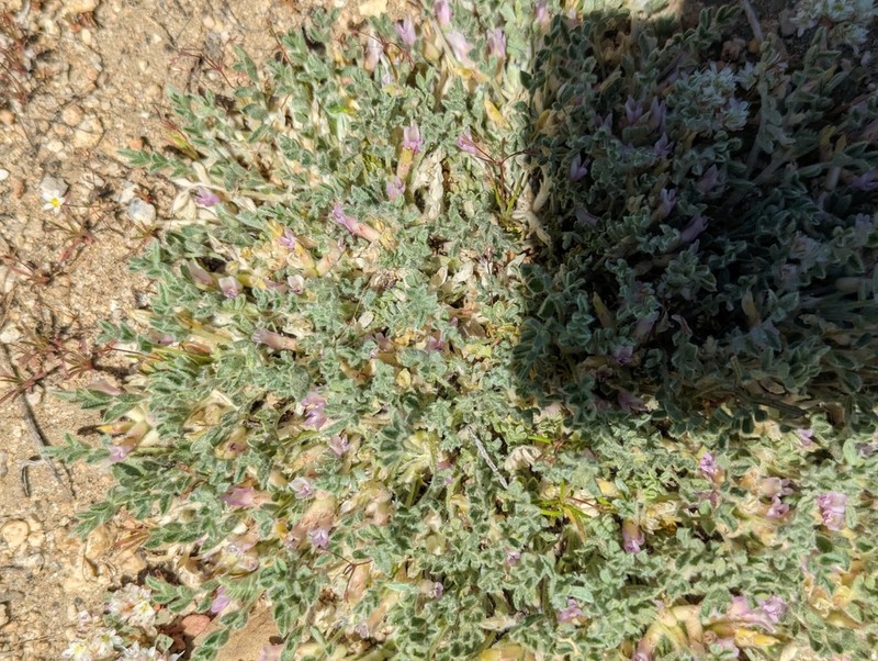 Kern County Milkvetch photo 2