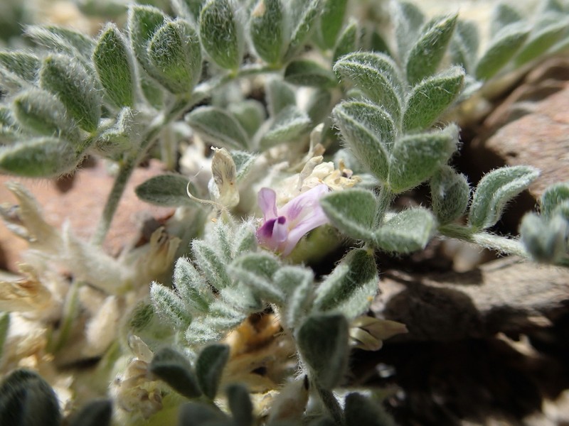 Kern County Milkvetch photo 3