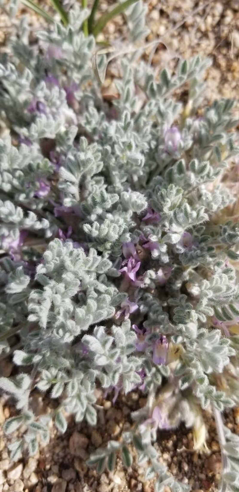 Kern County Milkvetch photo 4