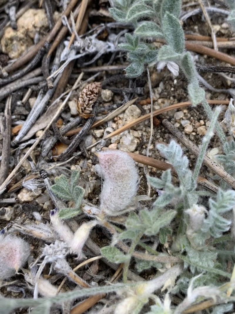 Kern County Milkvetch photo 5