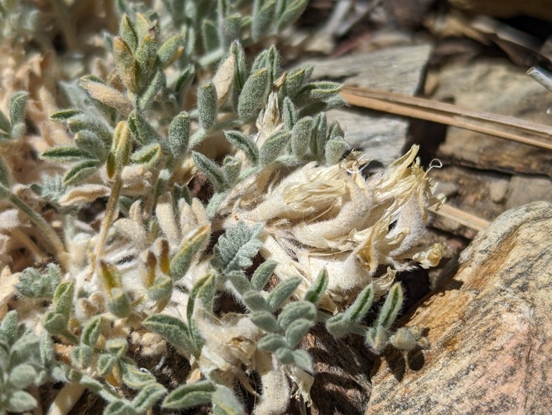Kern County Milkvetch photo 6