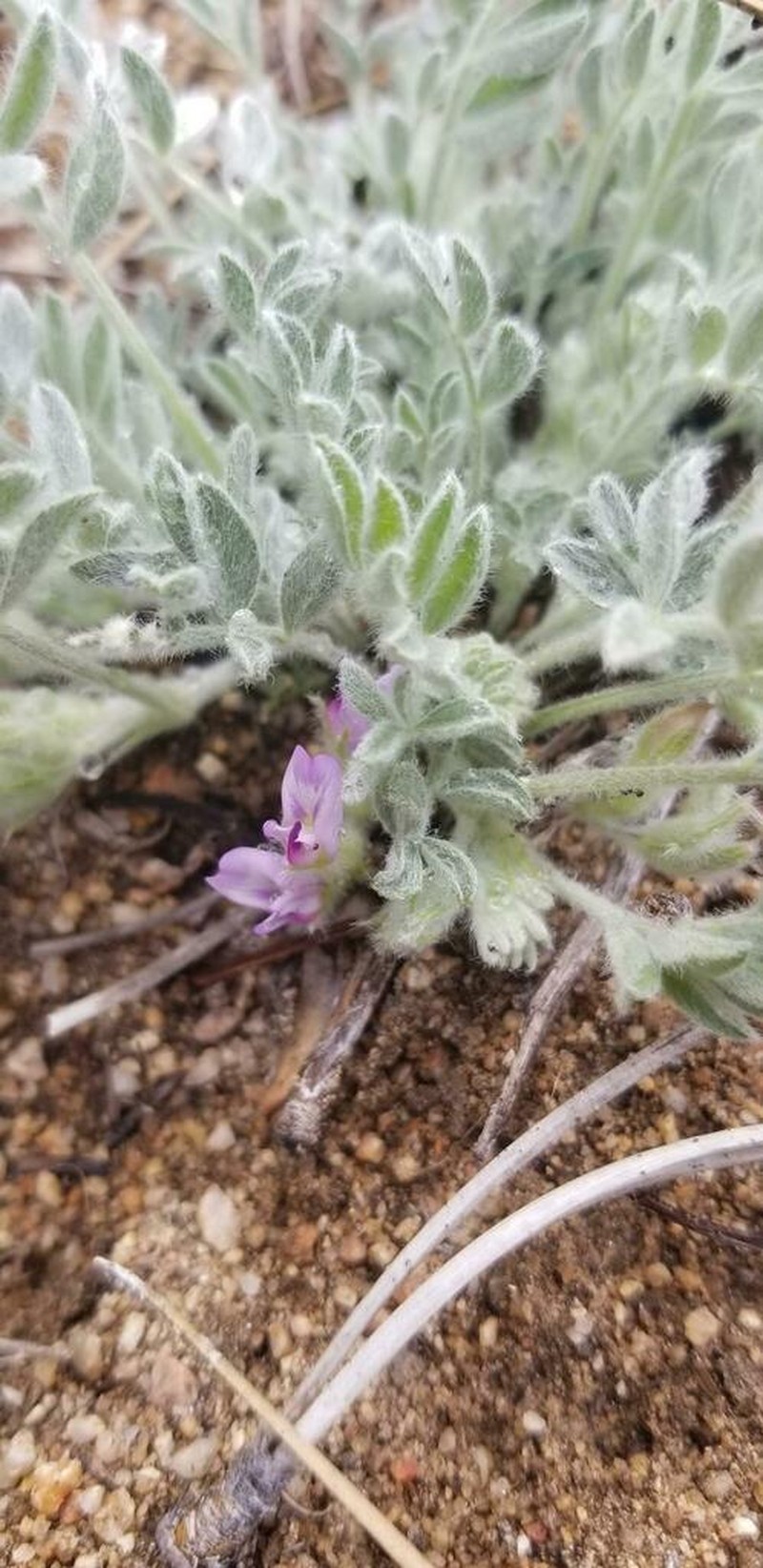Kern County Milkvetch photo 7