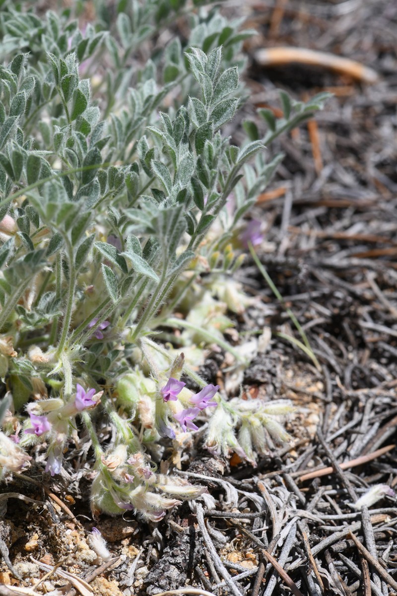 Kern County Milkvetch photo 8