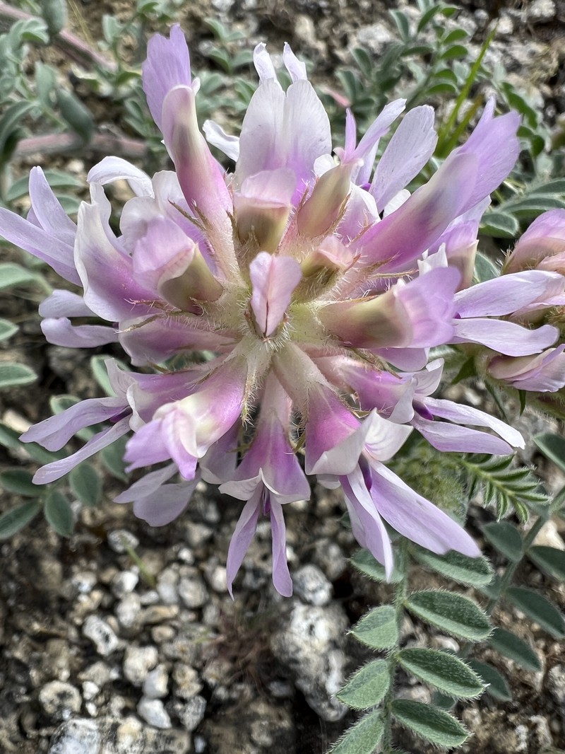 Columbia Milkvetch photo 2