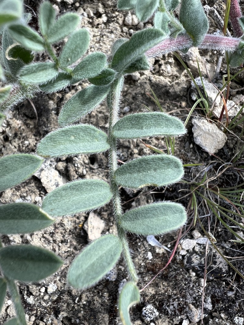 Columbia Milkvetch photo 3