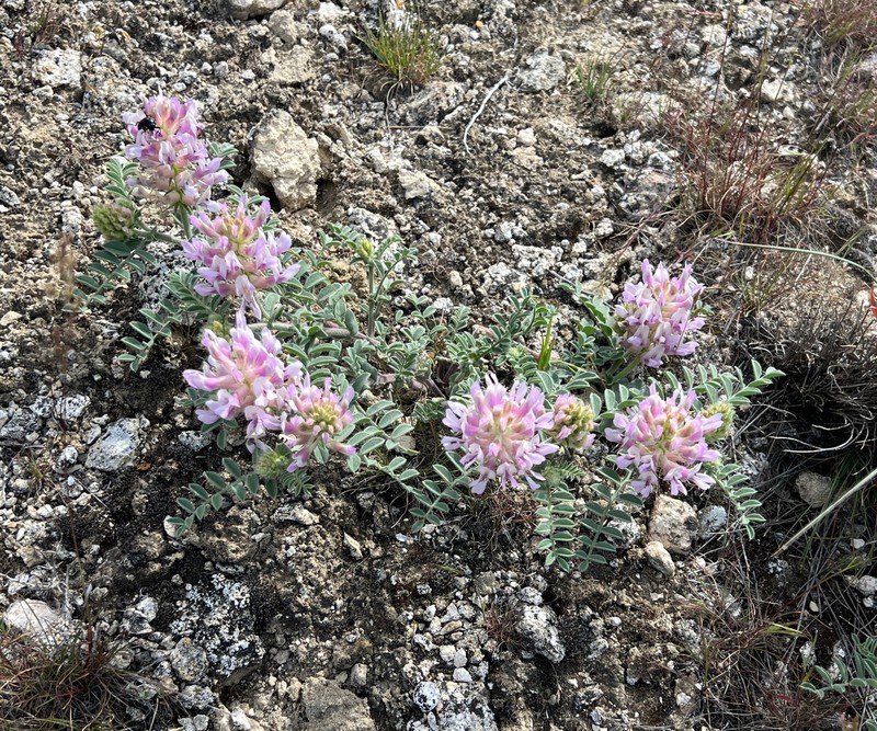 Columbia Milkvetch