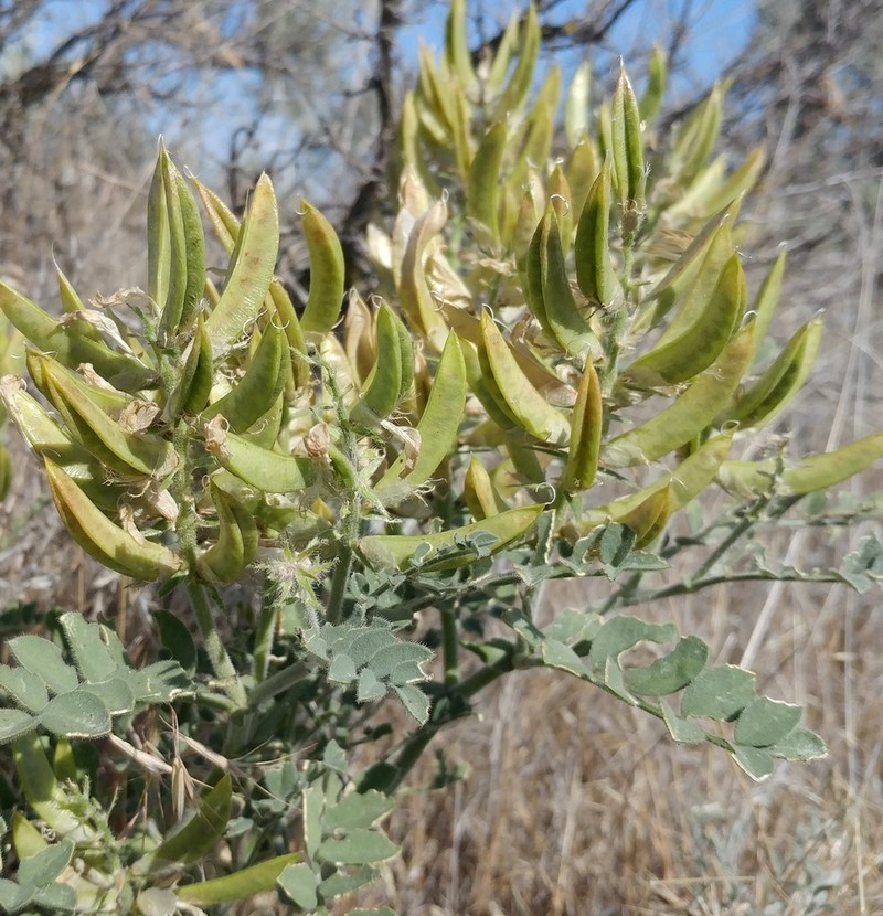 Columbia Milkvetch photo 4