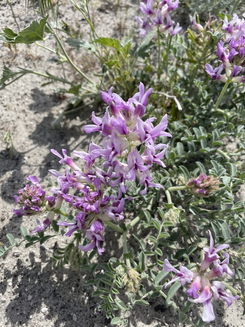Columbia Milkvetch photo 5