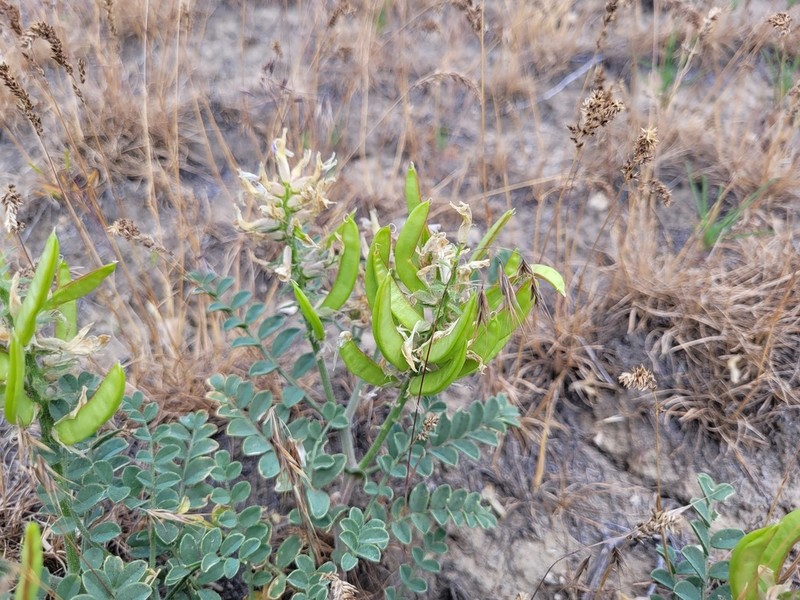 Columbia Milkvetch photo 6
