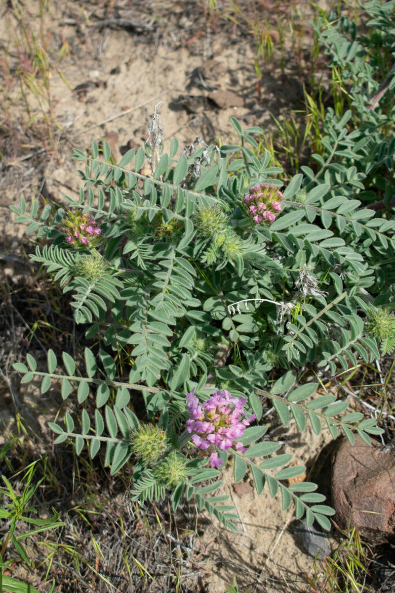 Columbia Milkvetch photo 7