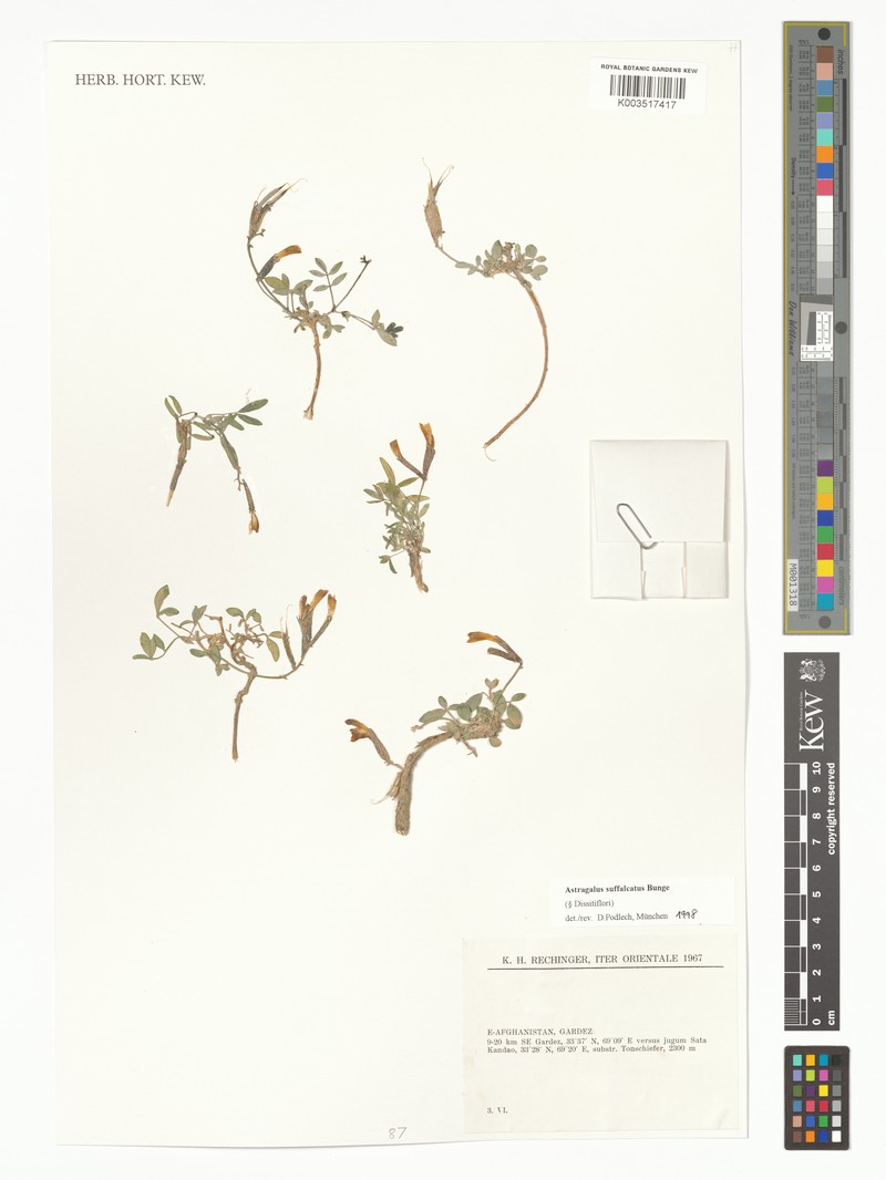 Astragalus suffalcatus