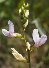 Astragalus sulcatus