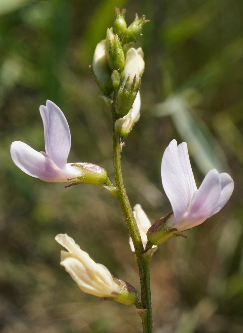 Astragalus sulcatus