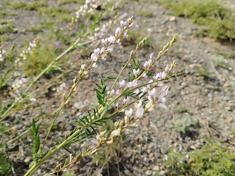 Astragalus sulcatus photo 2
