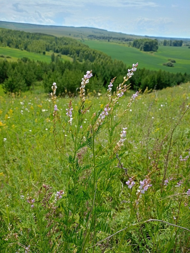 Astragalus sulcatus photo 3