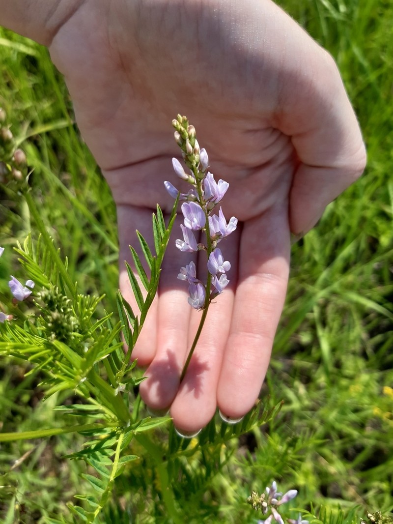 Astragalus sulcatus photo 4