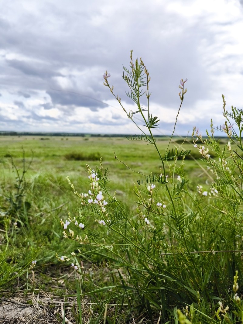 Astragalus sulcatus photo 5