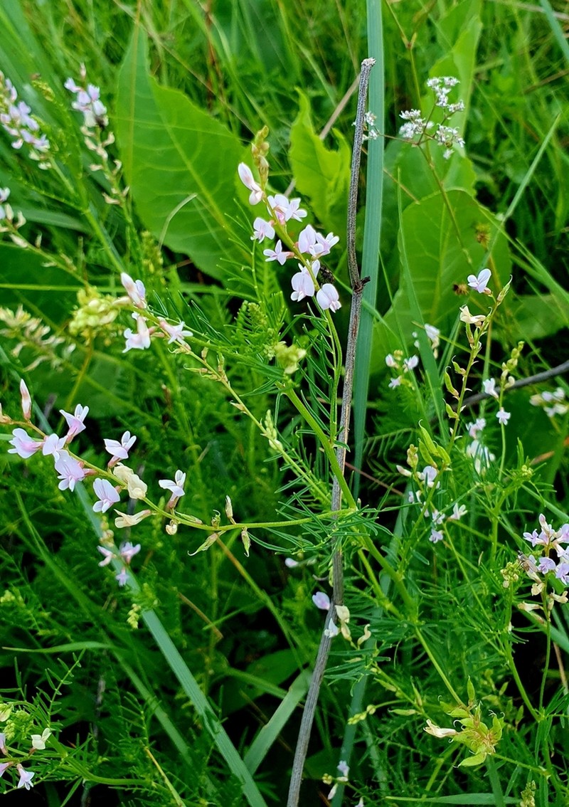 Astragalus sulcatus photo 6