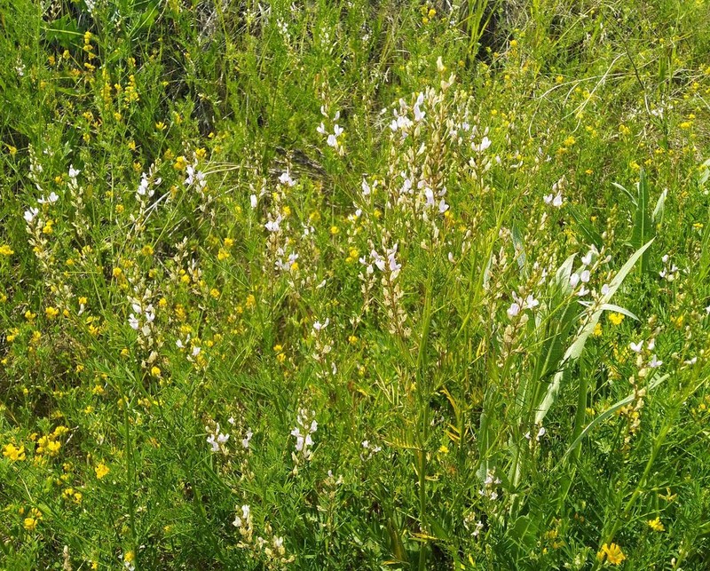 Astragalus sulcatus photo 7