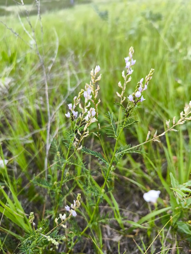 Astragalus sulcatus photo 8