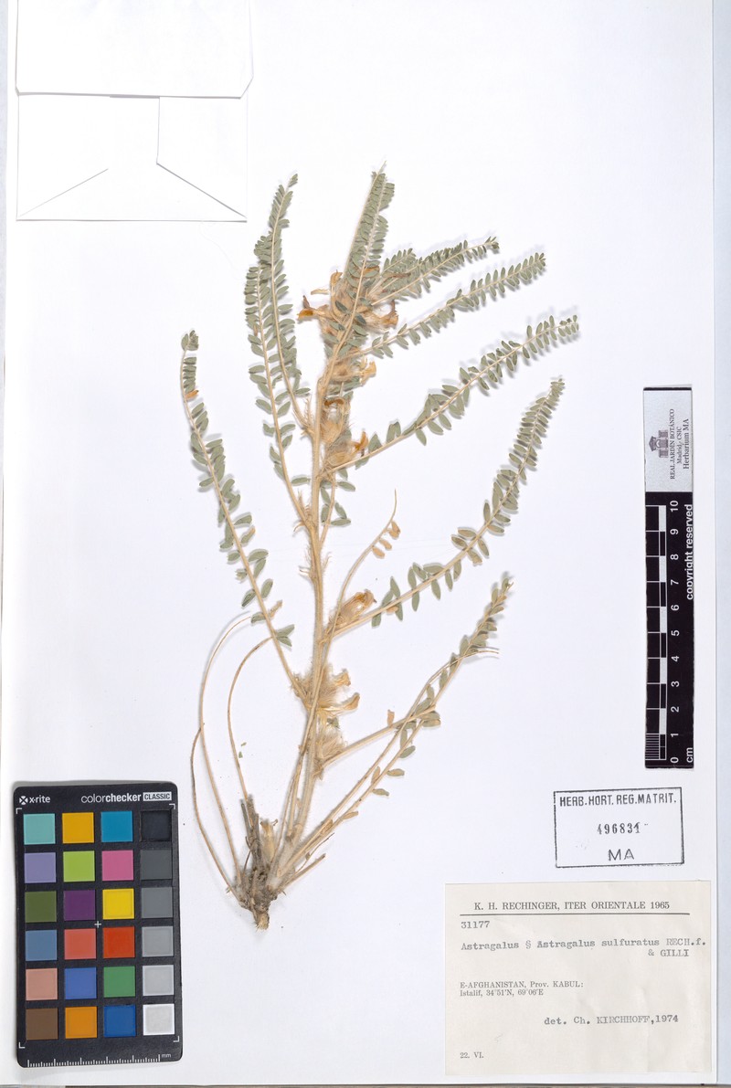 Astragalus sulfuratus