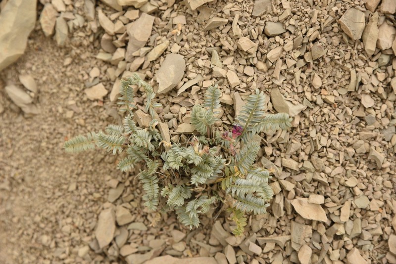 Astragalus suluklensis