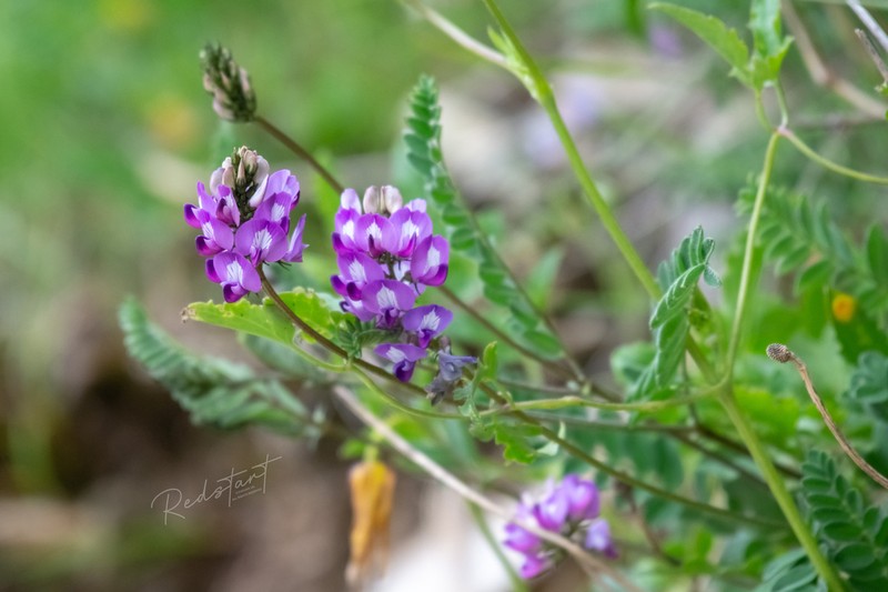Astragalus sungpanensis