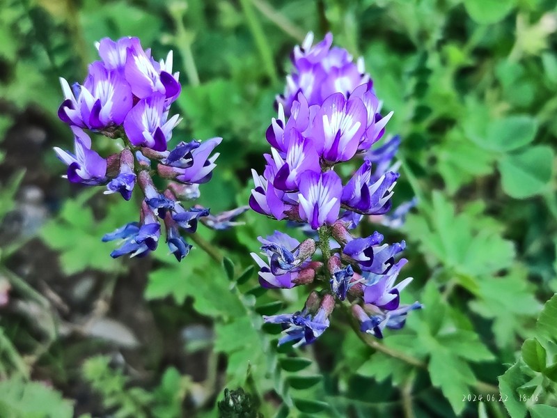 Astragalus sungpanensis photo 2