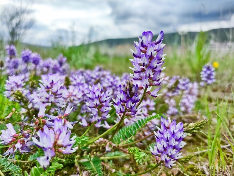 Astragalus sungpanensis photo 3