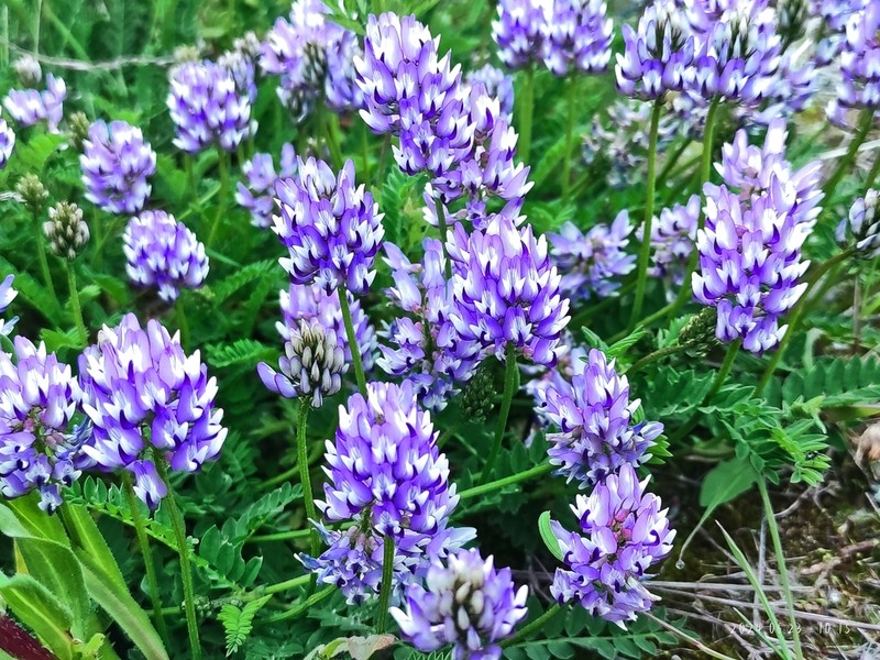 Astragalus sungpanensis photo 4