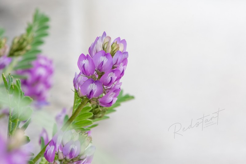 Astragalus sungpanensis photo 5