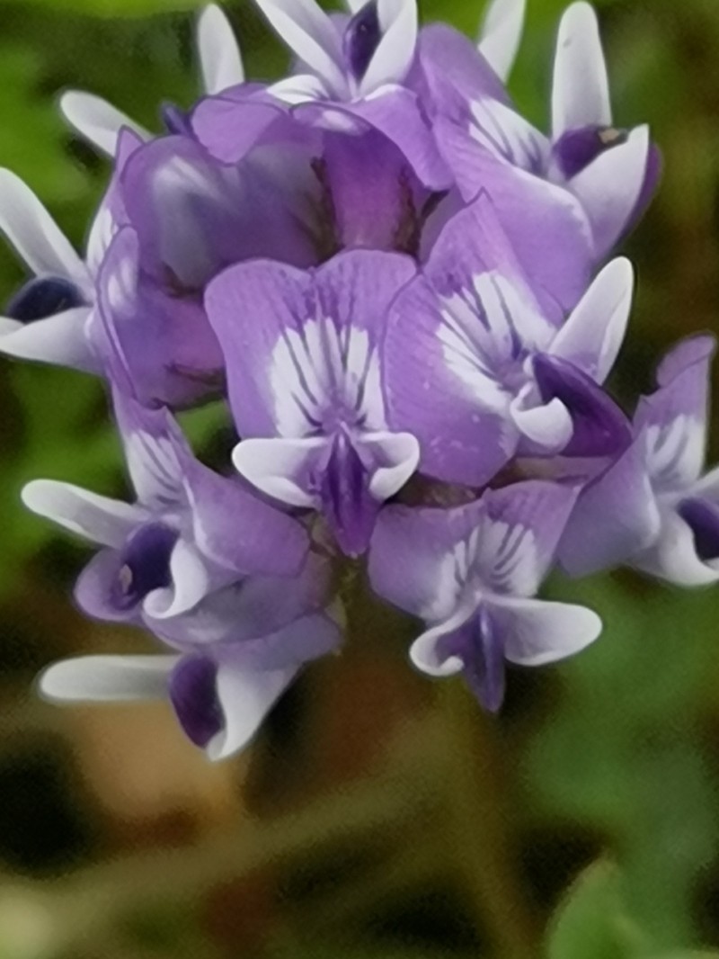 Astragalus sungpanensis photo 6