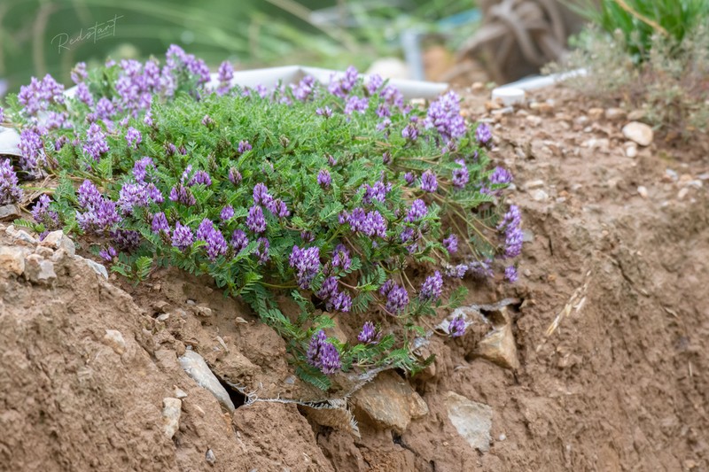 Astragalus sungpanensis photo 7