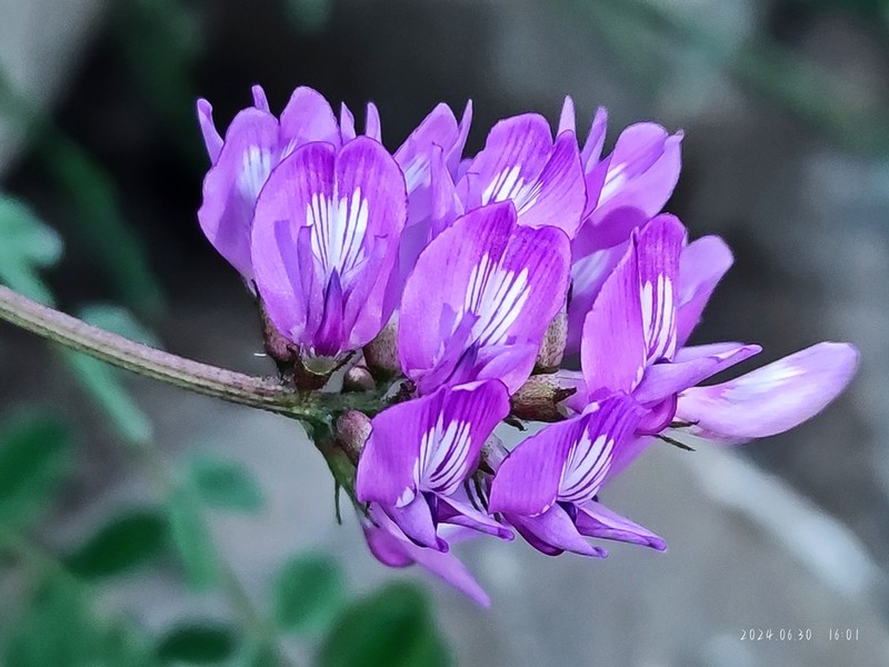 Astragalus sungpanensis photo 8