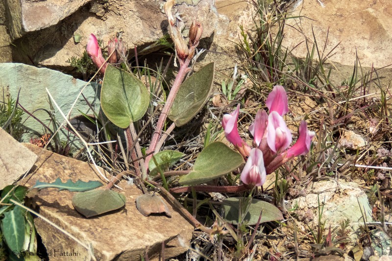Astragalus supervisus