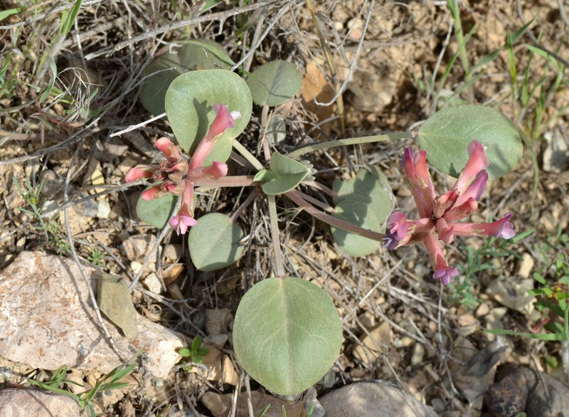 Astragalus supervisus photo 2