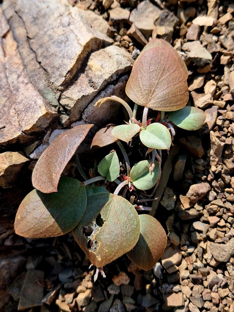 Astragalus supervisus photo 3
