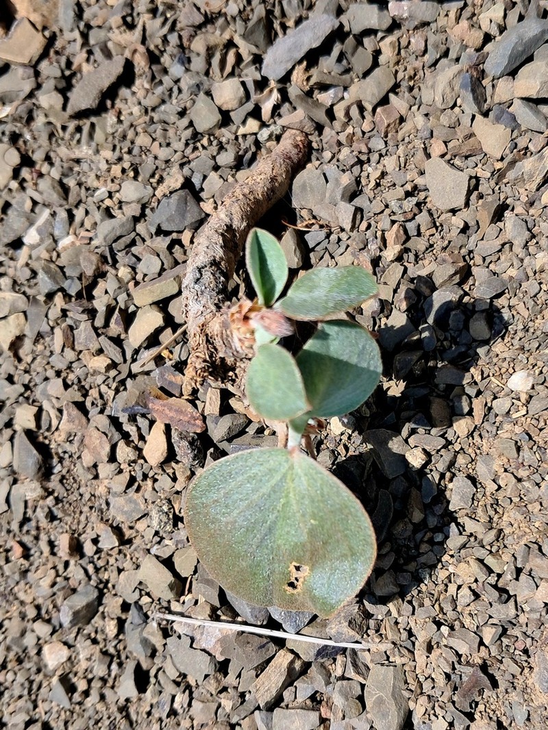Astragalus supervisus photo 4