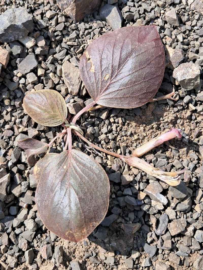 Astragalus supervisus photo 5