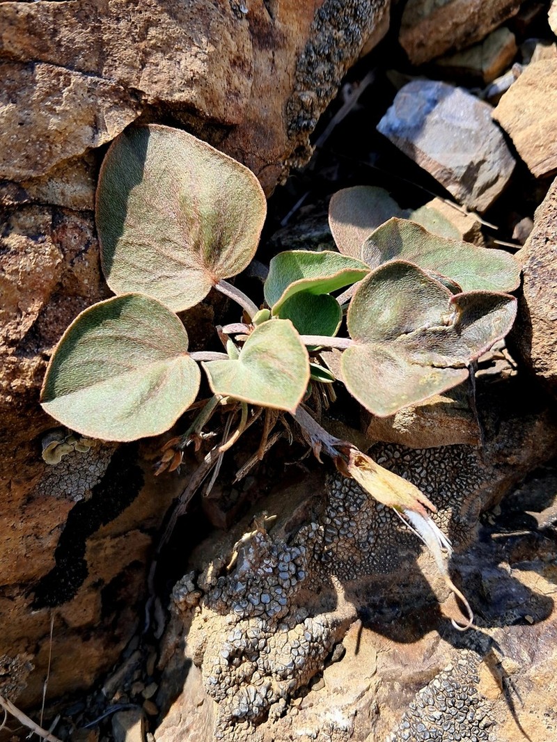 Astragalus supervisus photo 6