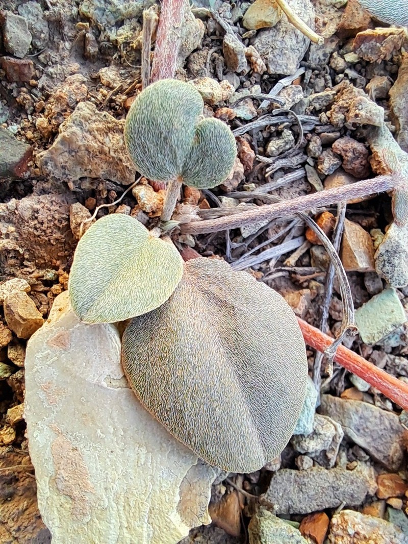 Astragalus supervisus photo 7