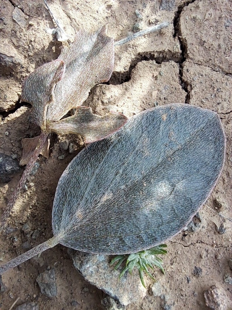 Astragalus supervisus photo 8
