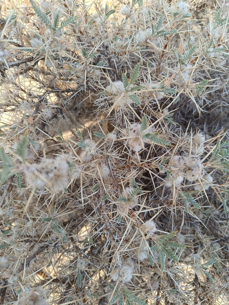 Astragalus susianus